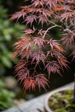 Acer palmatum 'Inaba-shidare' Stamme Japansk løn