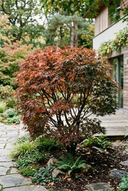 Acer palmatum 'Jerre Schwartz' busk