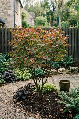 Acer palmatum 'Jerre Schwartz' busk