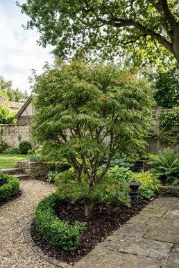 Acer palmatum 'Linearilobum' Busk