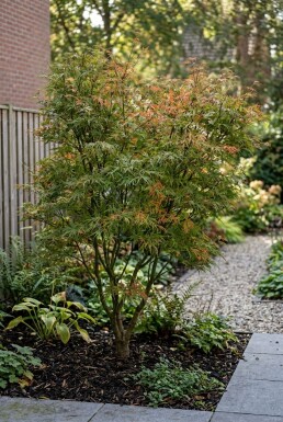 Acer palmatum 'Linearilobum' Busk