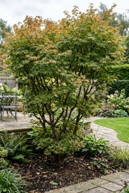 Acer palmatum 'Masu-kagami' Busk