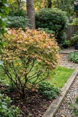Acer palmatum 'Masu-kagami' Busk