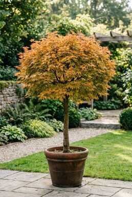 Acer palmatum 'Orange Dream' på stamme