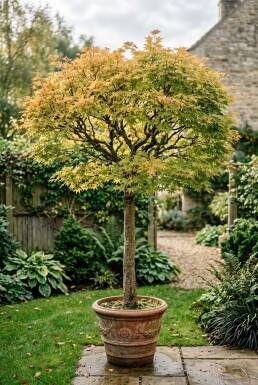 Acer palmatum 'Orange Dream' på stamme