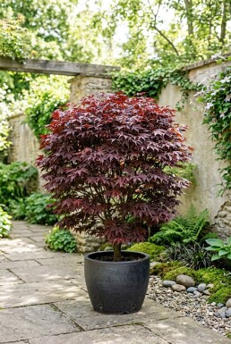 Acer palmatum 'Shaina'