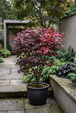 Acer palmatum 'Shaina'
