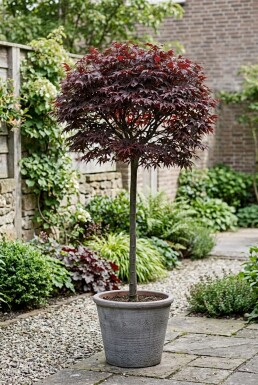 Acer palmatum 'Shaina' På stamme
