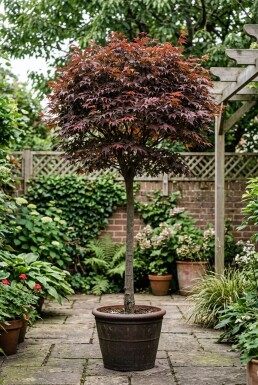 Acer palmatum 'Shaina' På stamme