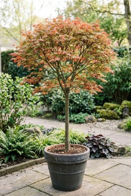 Acer palmatum 'Shin-deshojo' På stamme