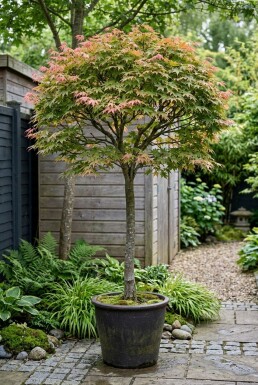 Acer palmatum 'Shin-deshojo' På stamme