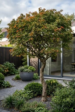 Acer palmatum 'Shishigashira' halvstamme stammehøjde 90 cm C10