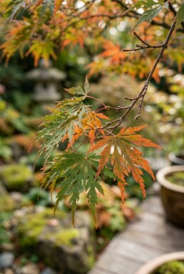 Acer palmatum 'Shishigashira' halvstamme stammehøjde 90 cm C10
