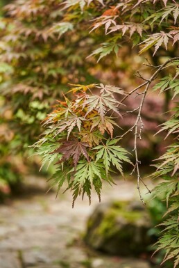 Acer palmatum 'Skeeter's Broom' Skærm