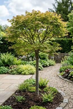 Acer palmatum 'Starfish' halvstamme stammehøjde 90 cm C35