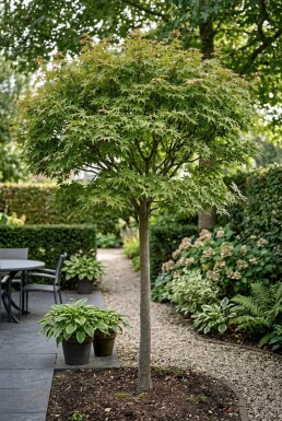 Acer palmatum 'Starfish' halvstamme stammehøjde 90 cm C35