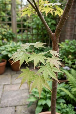 Acer palmatum 'Starfish' halvstamme stammehøjde 90 cm C35