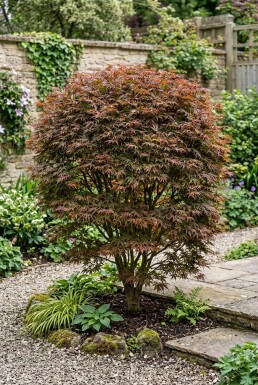 Acer palmatum 'Stella Rossa' Busk