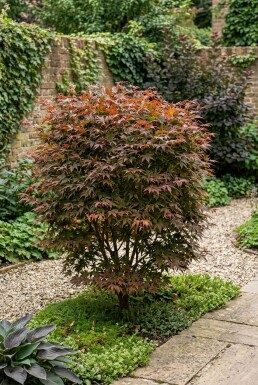 Acer palmatum 'Stella Rossa' Busk