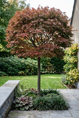 Acer palmatum 'Stella Rossa' På stamme