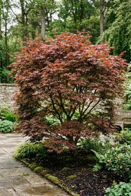 Acer palmatum 'Sumi-nagashi' Busk