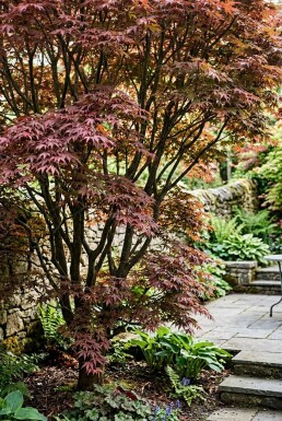 Acer palmatum 'Sumi-nagashi' Busk