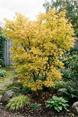 Acer palmatum 'Summer Gold' busk