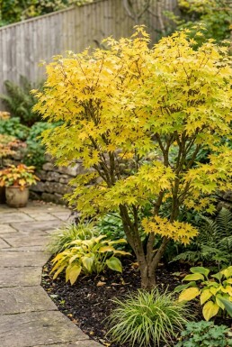 Acer palmatum 'Summer Gold' busk