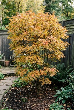 Acer palmatum 'Summer Sunset' Busk