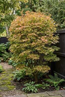 Acer palmatum 'Summer Sunset' Busk