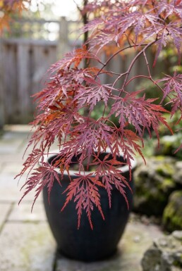Acer palmatum 'Tamukeyama'