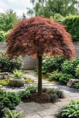 Acer palmatum 'Tamukeyama' halvstamme stammehøjde 90 cm C10