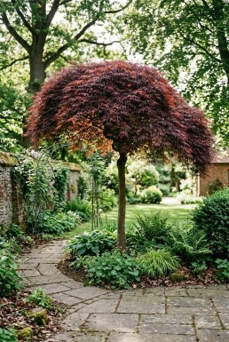 Acer palmatum 'Tamukeyama' halvstamme stammehøjde 90 cm C10