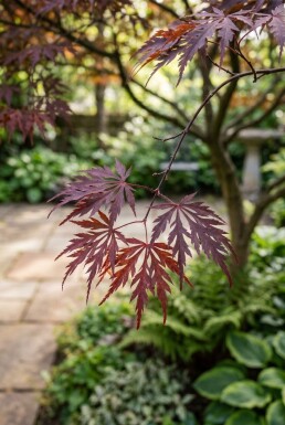 Acer palmatum 'Tamukeyama' halvstamme stammehøjde 90 cm C10
