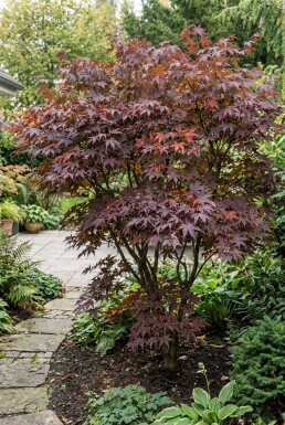 Acer palmatum 'Tamukeyama' Busk