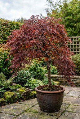 Acer palmatum 'Tamukeyama' På stamme