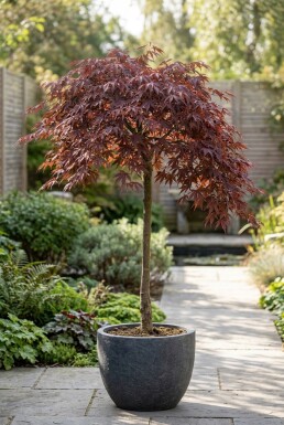 Acer palmatum 'Tamukeyama' På stamme