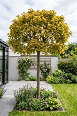 Acer platanoides 'Golden Globe' halvstamme 110 cm C10