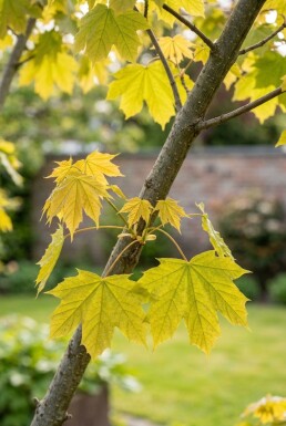 Acer platanoides 'Golden Globe' halvstamme 110 cm C10