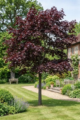 Acer platanoides 'Royal Red' halvstamme stammehøjde 110 cm C10