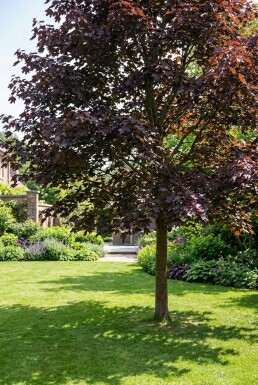 Acer platanoides 'Royal Red' halvstamme stammehøjde 110 cm C10