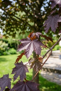 Acer platanoides 'Royal Red' halvstamme stammehøjde 110 cm C10