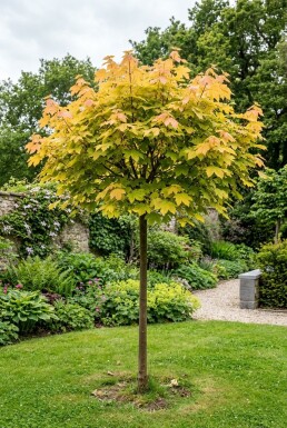 Acer pseudoplatanus 'Brilliantissimum' halvstamme stammehøjde 150 cm C10