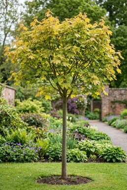 Acer pseudoplatanus 'Brilliantissimum' halvstamme stammehøjde 150 cm C10