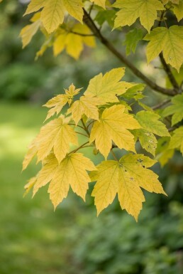 Acer pseudoplatanus 'Brilliantissimum' halvstamme stammehøjde 150 cm C10