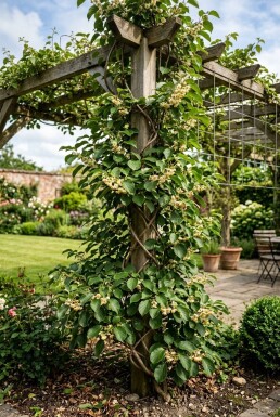 Actinidia arguta 'Ananasnaya' opstammet