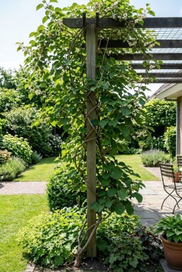 Actinidia arguta 'Ananasnaya' opstammet