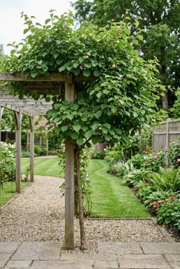 Actinidia arguta 'Bayern' opstammet