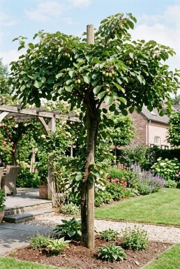 Actinidia arguta 'Fresh Jumbo' opstammet