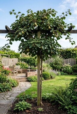 Actinidia arguta 'Fresh Jumbo' opstammet